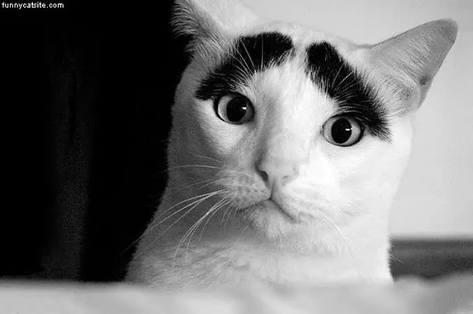 Eye Brows
