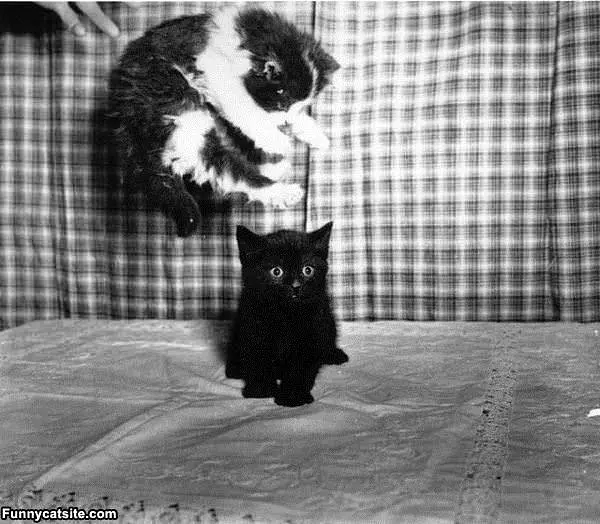 Jump Kitten Attack