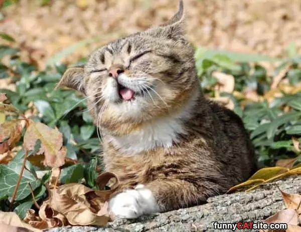 Nice Windy Day