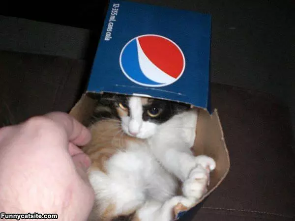Pepsi Cat