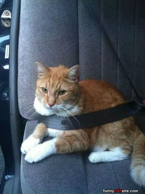 Safe And Secure