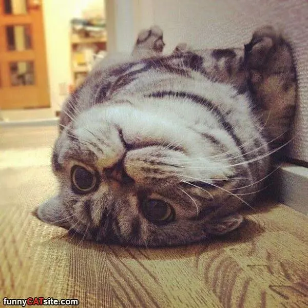 Laying Around