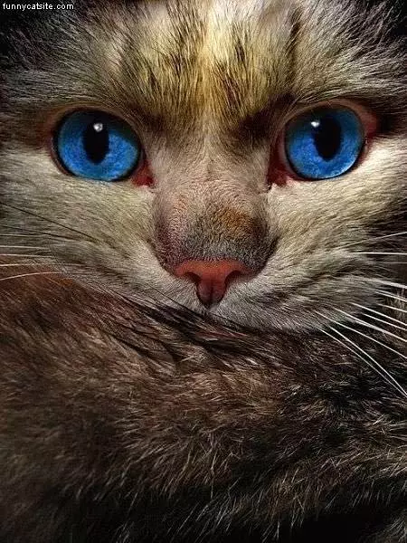 Awesome Blue Eyes