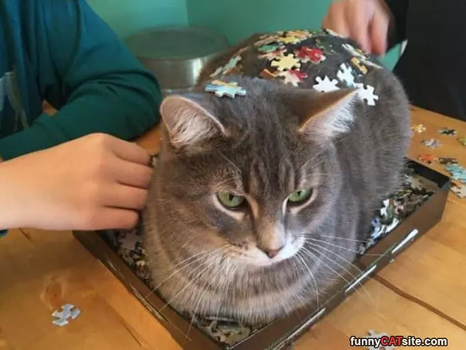 Puzzling Cat
