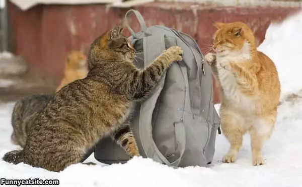 We Have A Bag