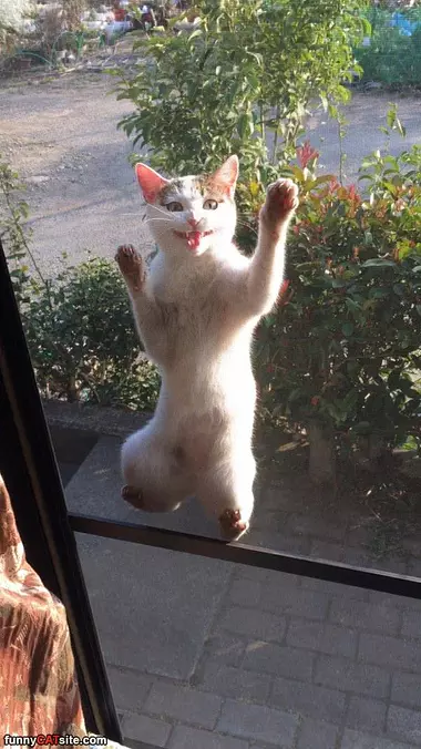 Let Me In