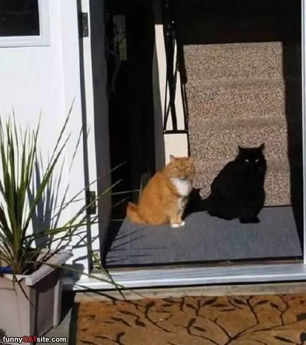 Black Shadow Cat