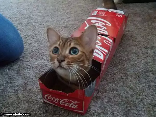 Cola Cat