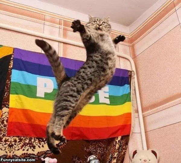 Flying Cat