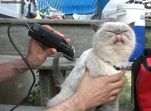 Shaving Cat