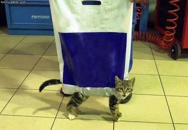 Cat Bag