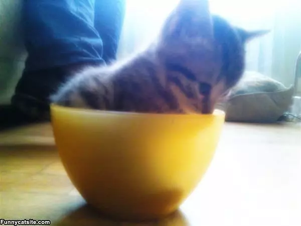 Cat Bowl