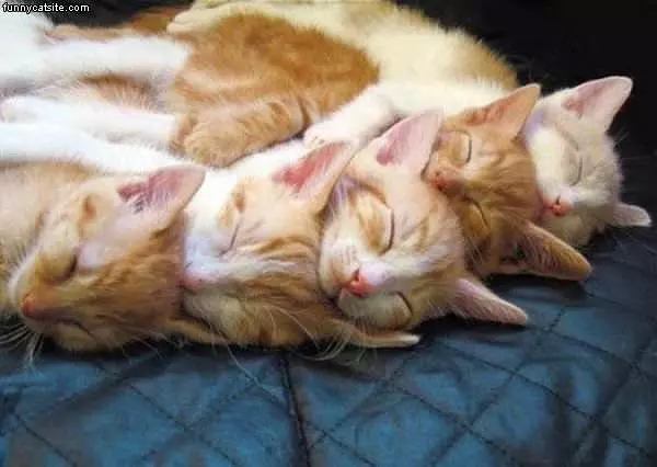 Cat Train