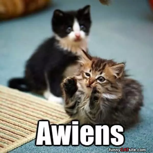 Awiens