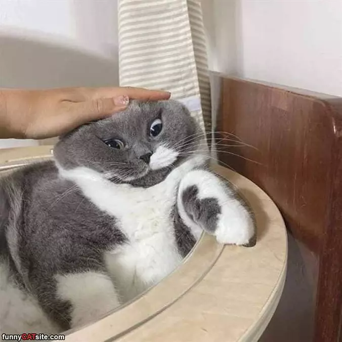 Give Me Pats