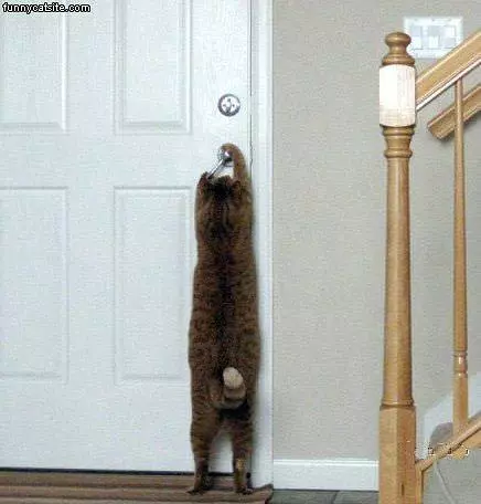 Cat Wants To Escape