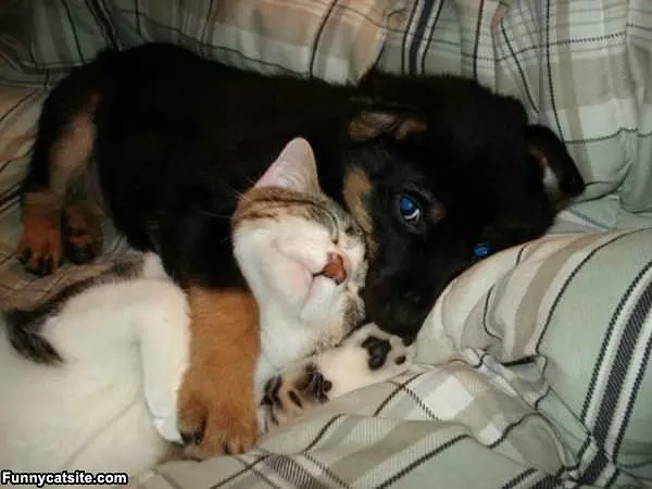 Puppy Get Off