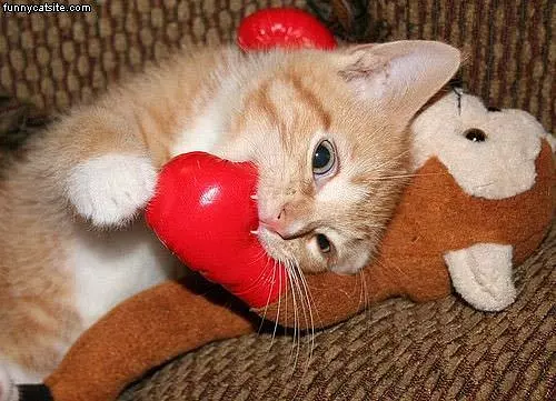Cat Vs Monkey