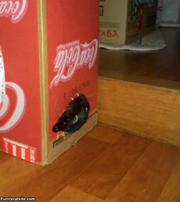 Let Me Out Of This Thing