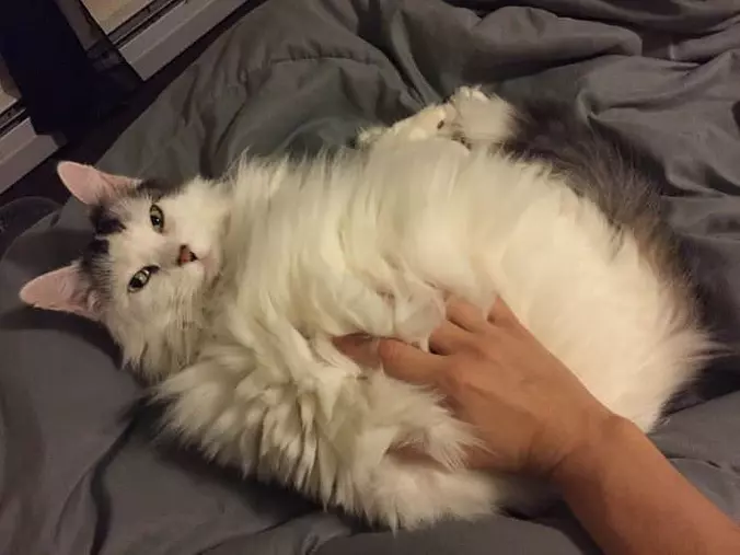 Fluff Me Up