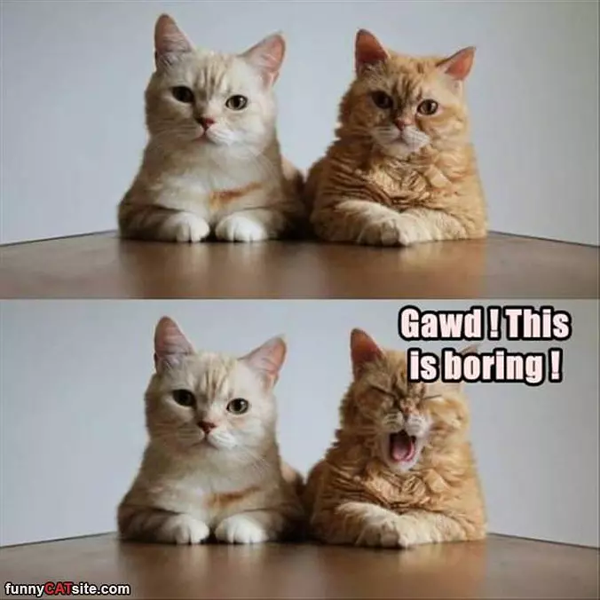 This Is Boring