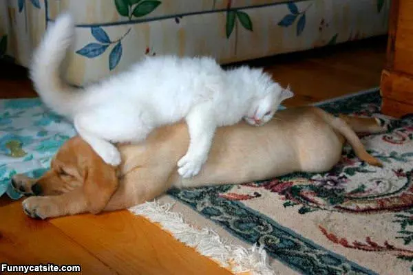 So Comfortable Here