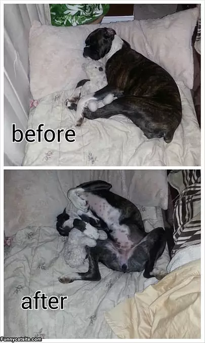 Lola Sleeping Throughout The Night