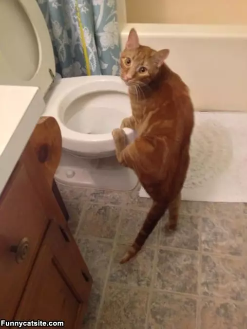 How Do I Use This Thing