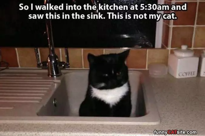 Hello Cat
