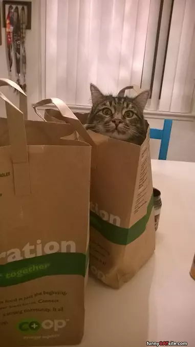 Cats In The Bag
