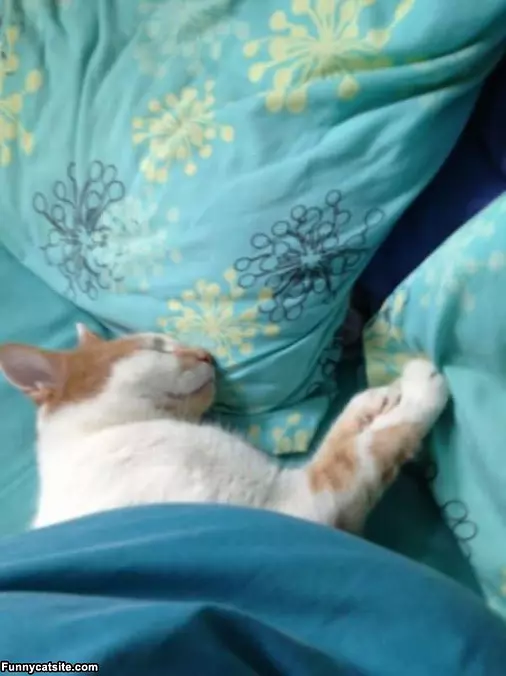 Asleep In The Bed