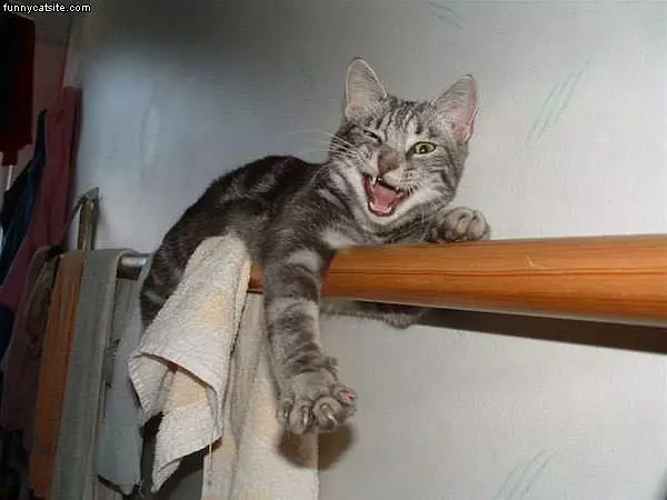 Wink