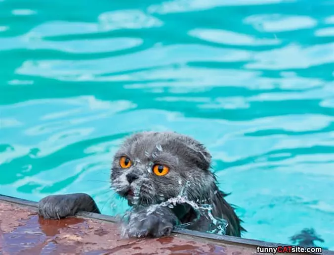 Getting Out Of The Pool