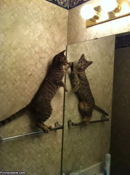 Who Is This Other Cat