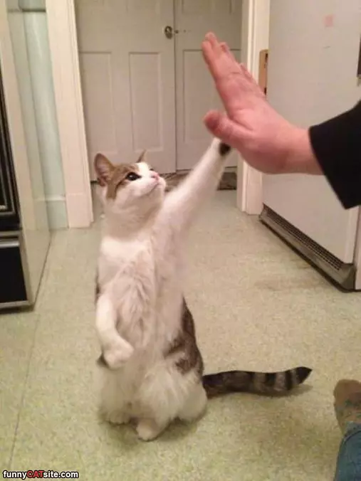 High 5