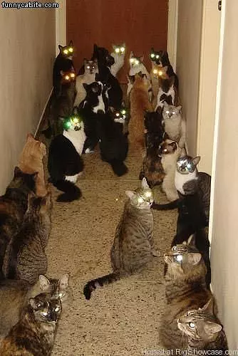 Laser Cats