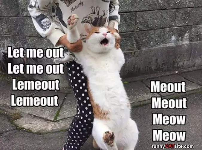 Let Me Out