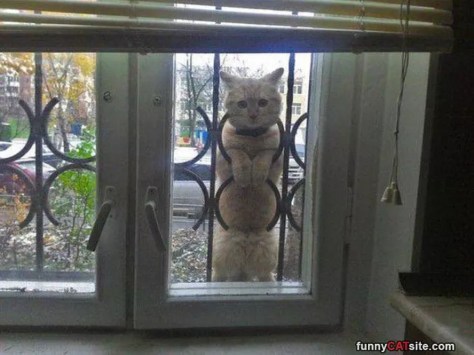 Heyyy Let Me In