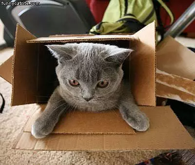 Box Of Cat