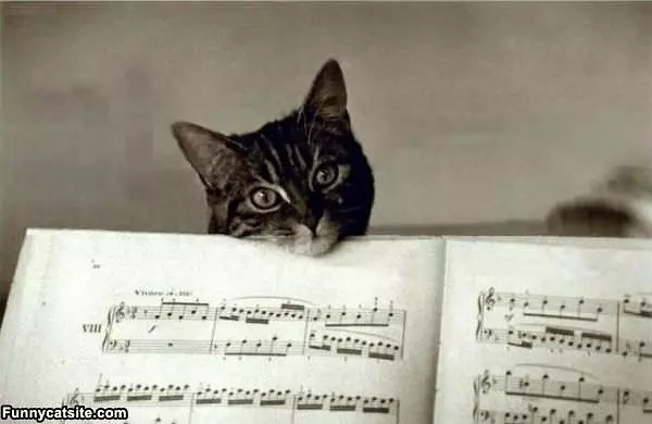 The Notes