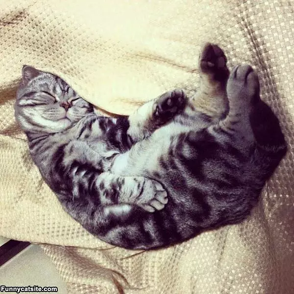 This Is A Sleepy Cat