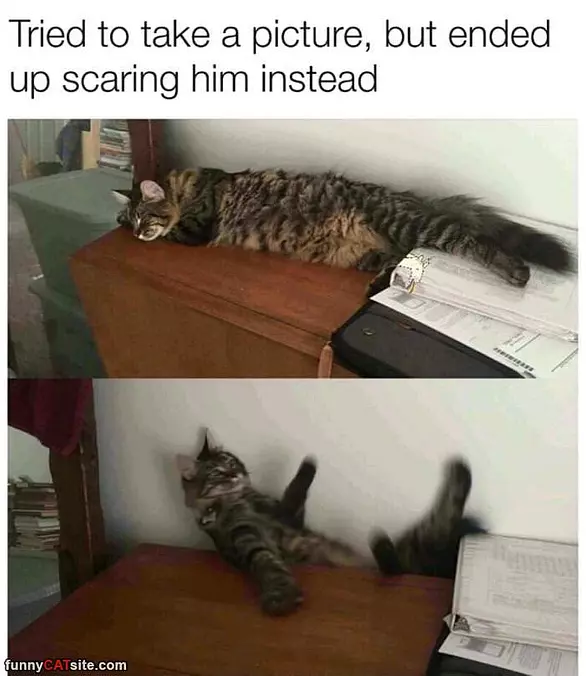 Picture Of The Cat