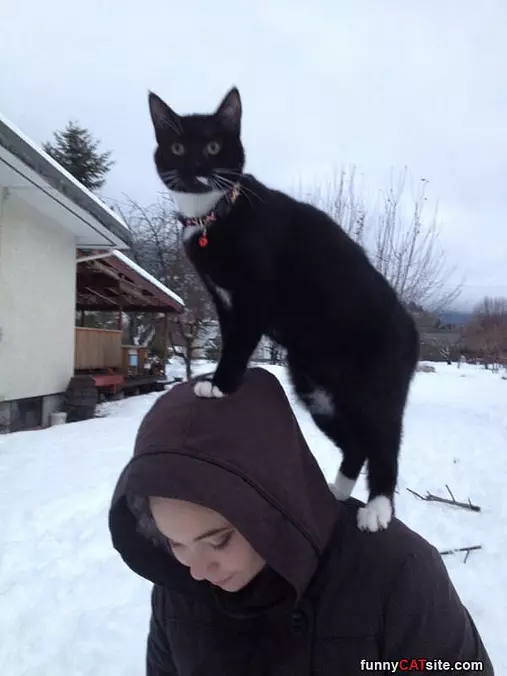 Climbing Up High
