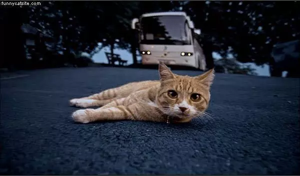 Relaxo Cat