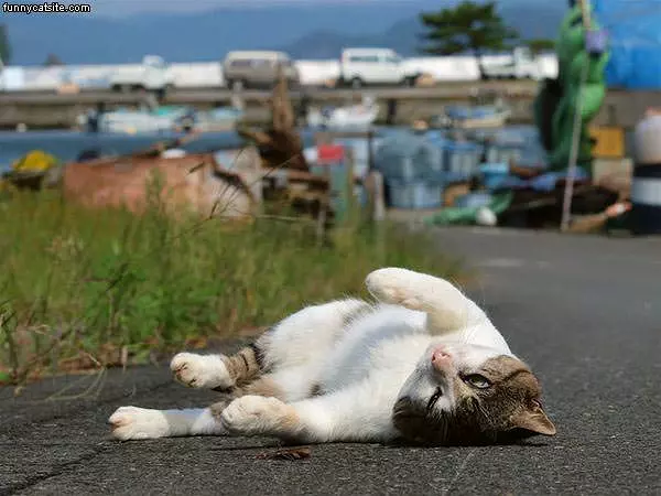 Loves The Sun