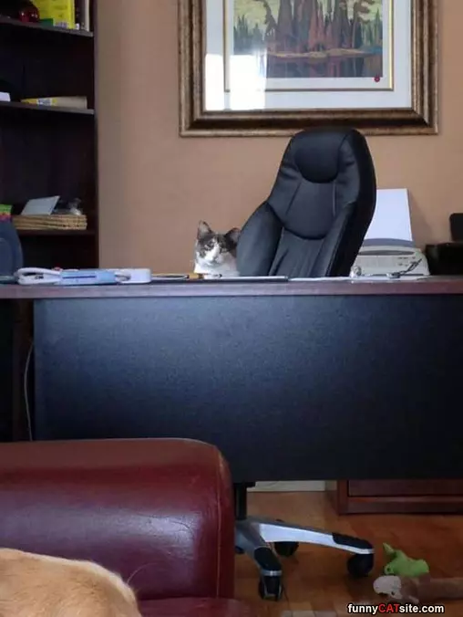 The Boss Cat