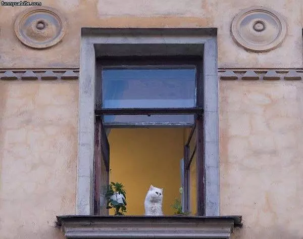 Watching The View