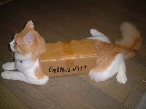 Cat In A Box