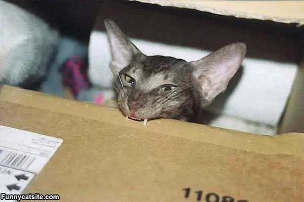 The Vampire Cat
