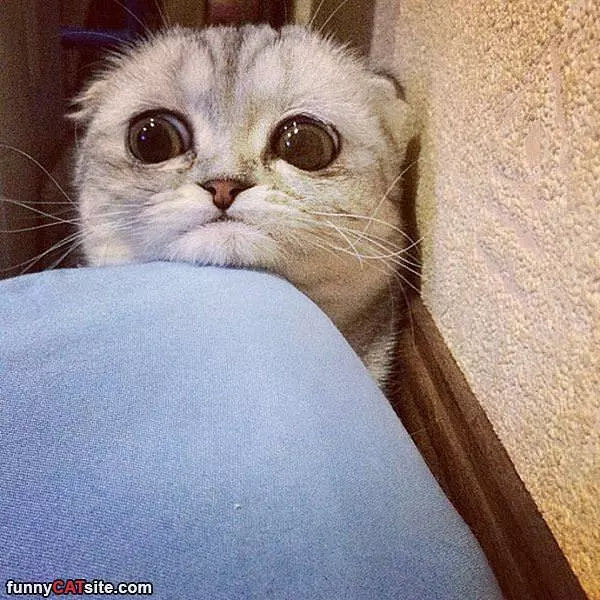 What Big Eyes You Have